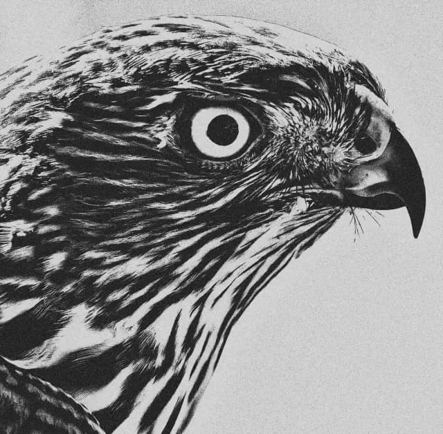 Hawk close-up